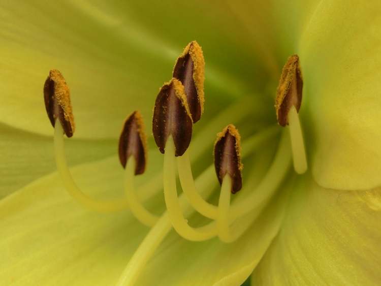 Gelbe Taglilie Blüte innen (Bitte hier klicken um dieses Bild in seiner vollen Größe zu betrachten)