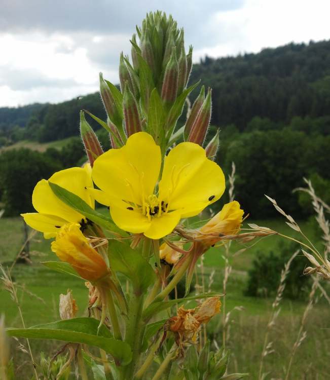 Gelbe Blume (Bitte hier klicken um dieses Bild in seiner vollen Größe zu betrachten)