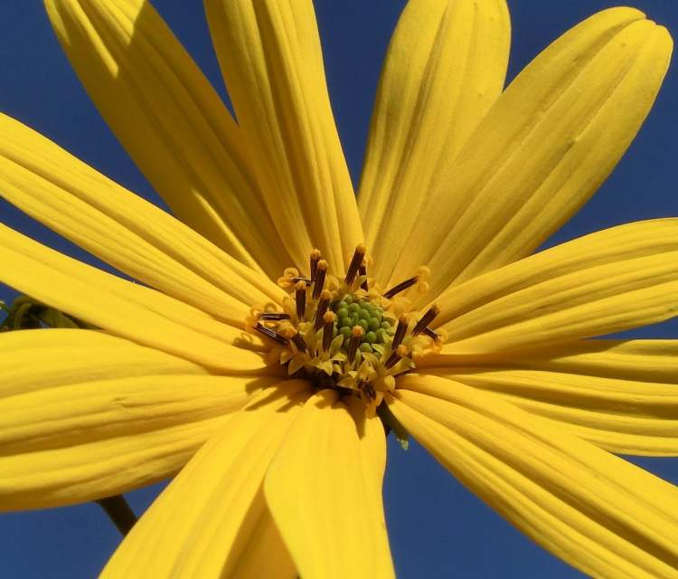 Gelbe Blume vor Himmel (Bitte hier klicken um dieses Bild in seiner vollen Größe zu betrachten)