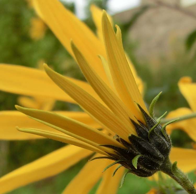 Gelbe Gartenblume (Bitte hier klicken um dieses Bild in seiner vollen Größe zu betrachten)