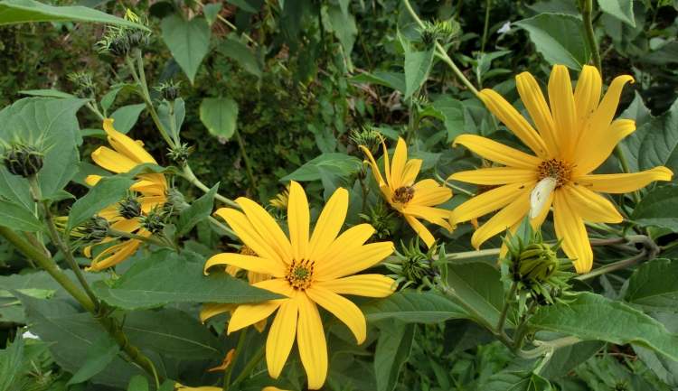 Gelbe Gartenblumen (Bitte hier klicken um dieses Bild in seiner vollen Größe zu betrachten)