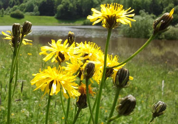 Wiesen-Pippau Blüten und Knospen (Bitte hier klicken um dieses Bild in seiner vollen Größe zu betrachten)