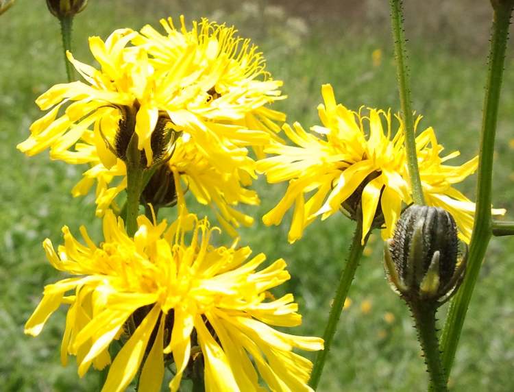 Wiesen-Pippau in Vollblüte (Bitte hier klicken um dieses Bild in seiner vollen Größe zu betrachten)