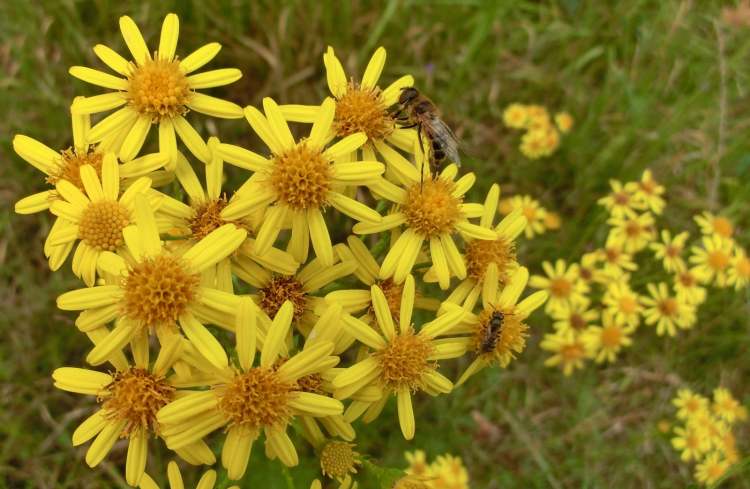 Arnika Blüten (Bitte hier klicken um dieses Bild in seiner vollen Größe zu betrachten)