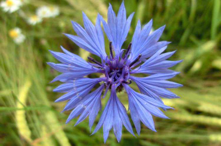 Kornblume (Cyanus segetum) (Bitte hier klicken um dieses Bild in seiner vollen Größe zu betrachten)