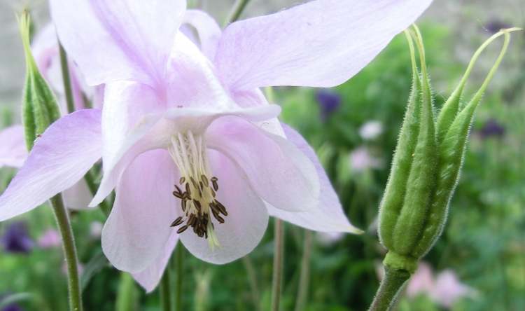 In der Blumenwiese (Bitte hier klicken um dieses Bild in seiner vollen Größe zu betrachten)