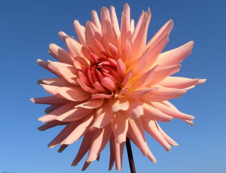 Rosa Blume vor blauem Himmel (Bitte hier klicken um dieses Bild in seiner vollen Größe zu betrachten)
