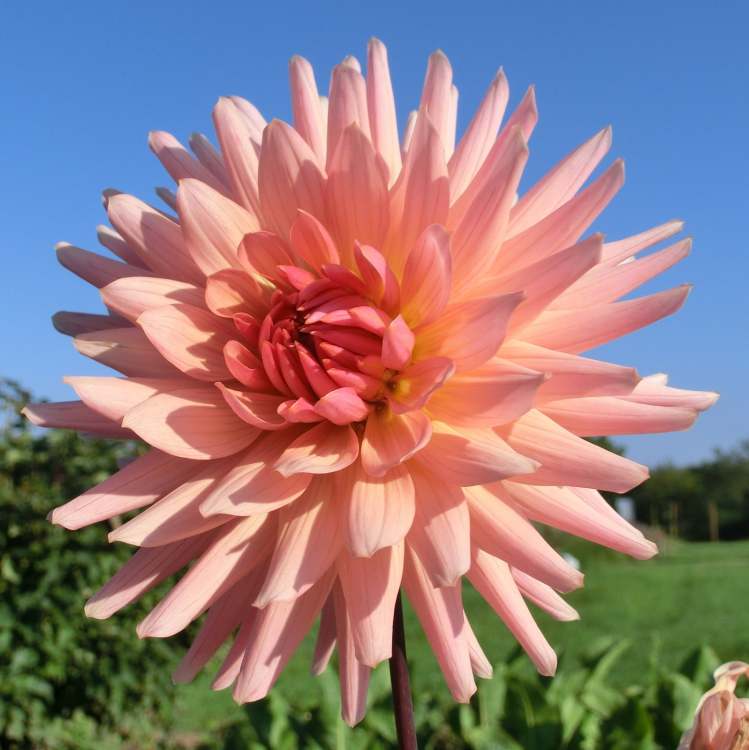 so eine schöne rosa Blüte (Bitte hier klicken um dieses Bild in seiner vollen Größe zu betrachten)