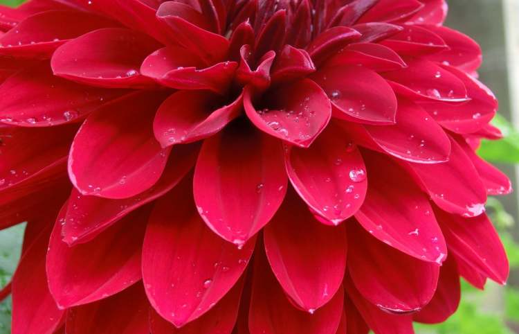Rote Blume 7b (Bitte hier klicken um dieses Bild in seiner vollen Größe zu betrachten)