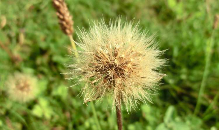 Verblühte Pusteblume (Bitte hier klicken um dieses Bild in seiner vollen Größe zu betrachten)