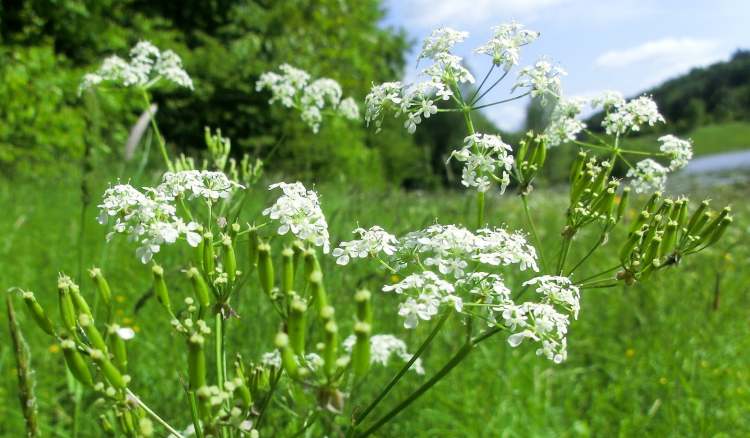 Weise Wiesenblumen (Bitte hier klicken um dieses Bild in seiner vollen Größe zu betrachten)