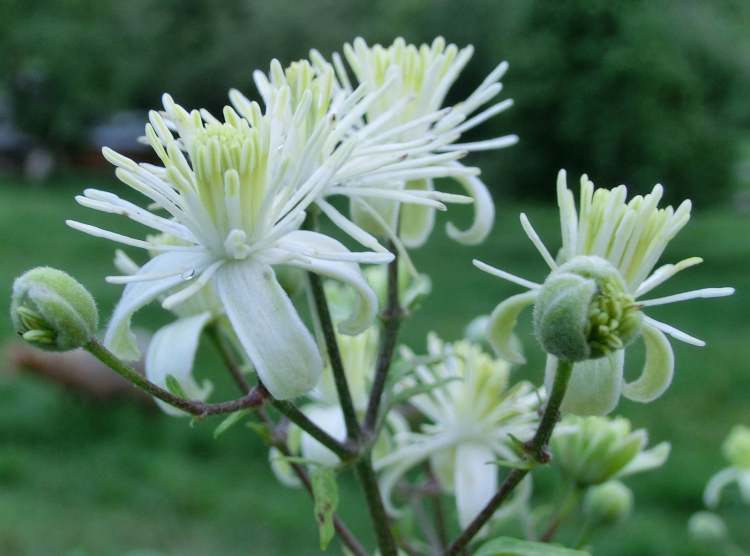 Weiße Blüte (Bitte hier klicken um dieses Bild in seiner vollen Größe zu betrachten)