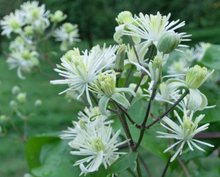 herrlich weiße Blüten (Bitte hier klicken um dieses Bild in seiner vollen Größe zu betrachten)