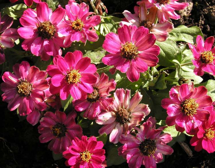 Zinnien Blüte (Bitte hier klicken um dieses Bild in seiner vollen Größe zu betrachten)