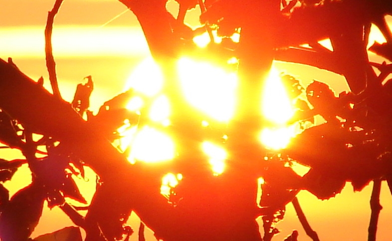 Sonne glüht hinter dem Baum (Bitte hier klicken um dieses Bild in seiner vollen Größe zu betrachten)