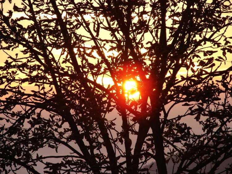 Sonnenaufgang hinter Baum (Bitte hier klicken um dieses Bild in seiner vollen Größe zu betrachten)