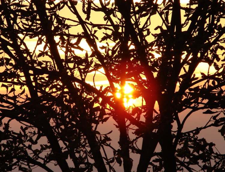 Sonnenaufgang durch den Baum hindurch (Bitte hier klicken um dieses Bild in seiner vollen Größe zu betrachten)