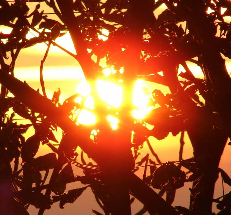 Sonne glüht durch Baum (Bitte hier klicken um dieses Bild in seiner vollen Größe zu betrachten)