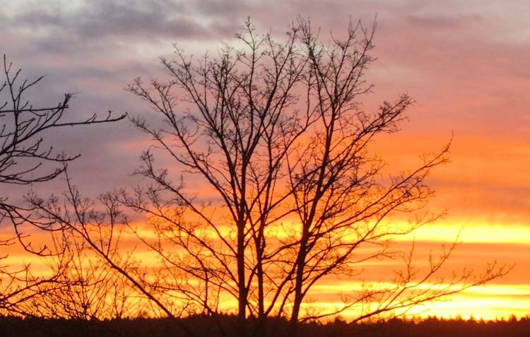 Sonnenaufgang hinter Winterbaum (Bitte hier klicken um dieses Bild in seiner vollen Größe zu betrachten)