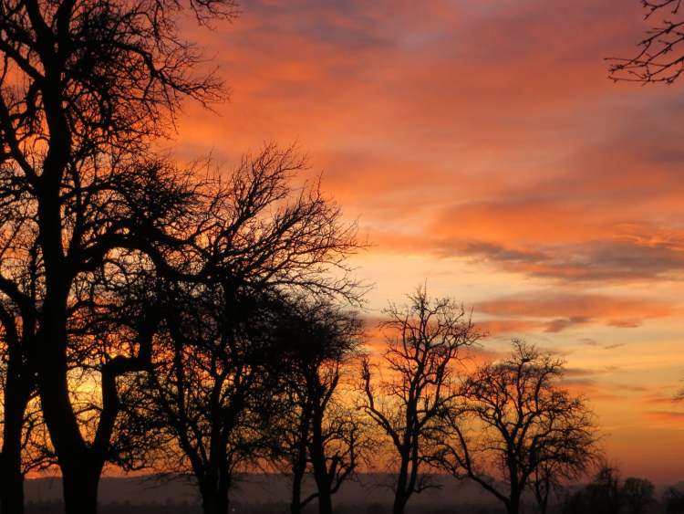 Abendrot Stimmung mit Bäumen (Bitte hier klicken um dieses Bild in seiner vollen Größe zu betrachten)