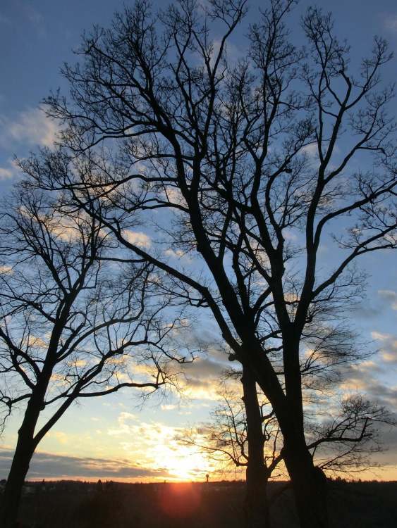 Baum und Sunset (Bitte hier klicken um dieses Bild in seiner vollen Größe zu betrachten)