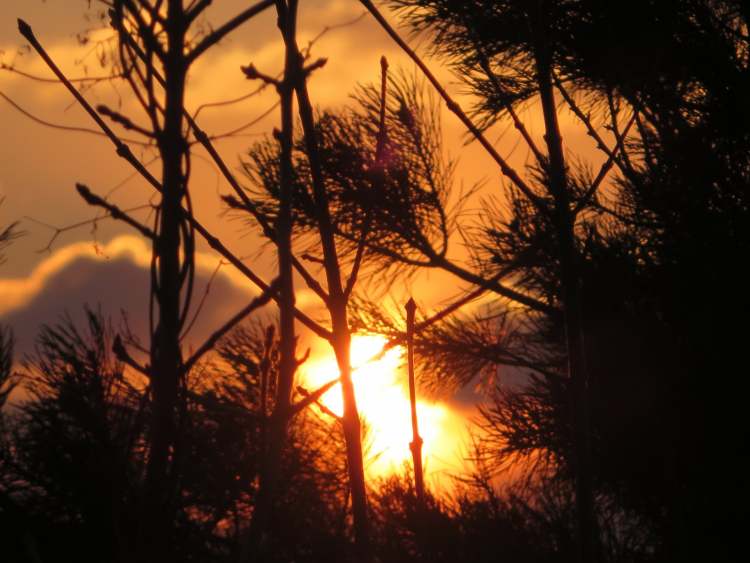 Der feurige Sonnenuntergang hinter dem Wald (Bitte hier klicken um dieses Bild in seiner vollen Größe zu betrachten)