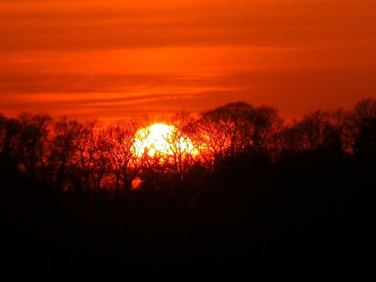 Sonnenuntergang hinter Wald (Bitte hier klicken um dieses Bild in seiner vollen Größe zu betrachten)