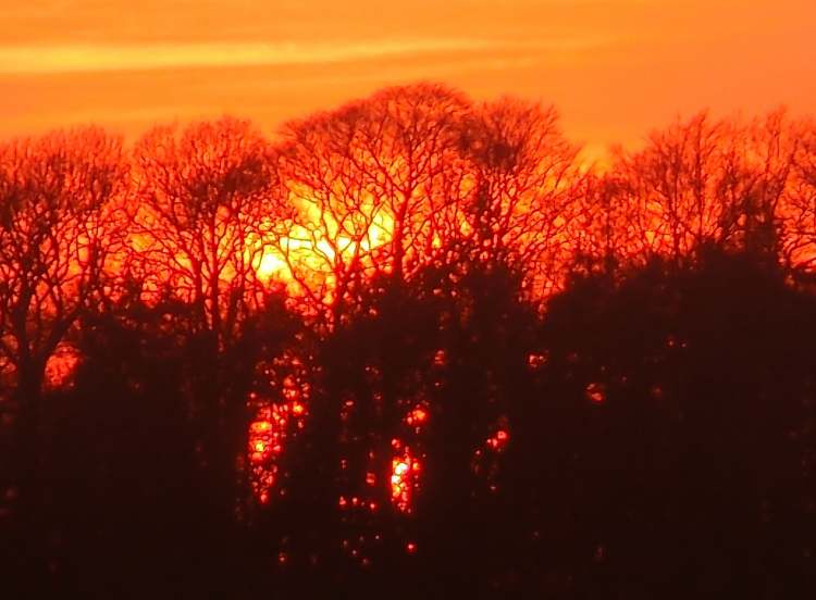 glutrote Sonne hinter Wald (Bitte hier klicken um dieses Bild in seiner vollen Größe zu betrachten)