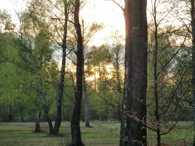 Sonnenuntergang im Naturschutzgebiet (Bitte hier klicken um dieses Bild in seiner vollen Größe zu betrachten)