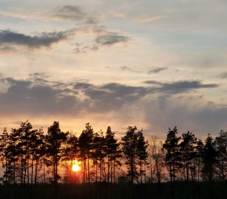 Sonnenuntergang am Wald (Bitte hier klicken um dieses Bild in seiner vollen Größe zu betrachten)