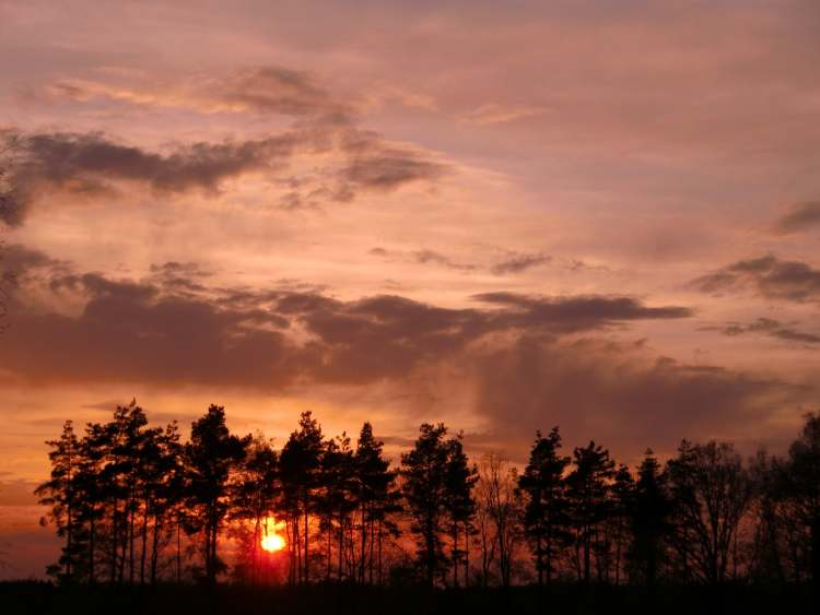 Feuersonnenuntergang im Wald (Bitte hier klicken um dieses Bild in seiner vollen Größe zu betrachten)