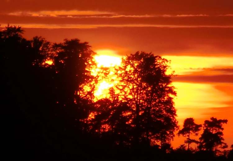 glühender Sonnenuntergang hinter Bäumen (Bitte hier klicken um dieses Bild in seiner vollen Größe zu betrachten)
