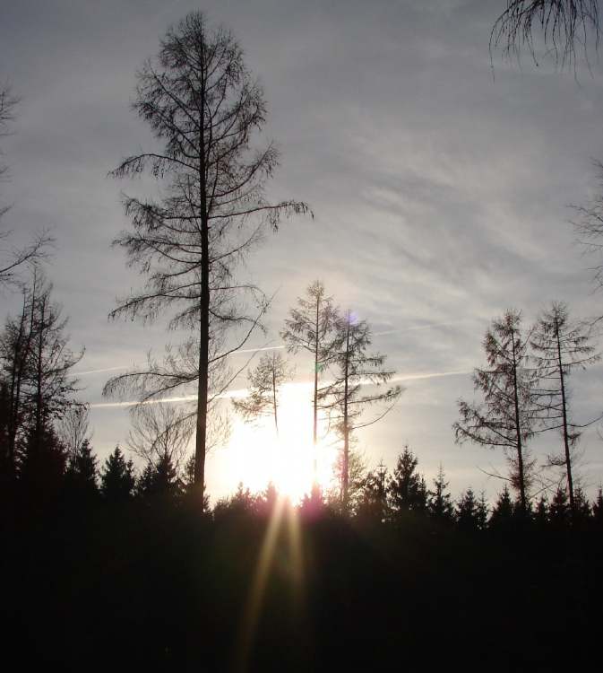 wintertrüber Sonnenuntergang (Bitte hier klicken um dieses Bild in seiner vollen Größe zu betrachten)