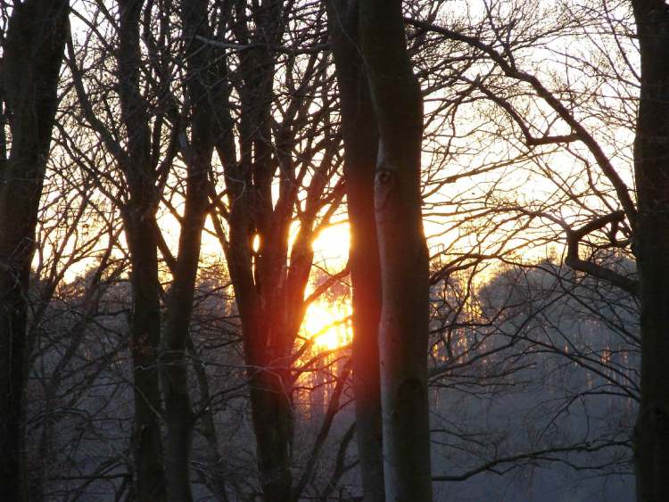 Sonnenuntergang im Wald (Bitte hier klicken um dieses Bild in seiner vollen Größe zu betrachten)