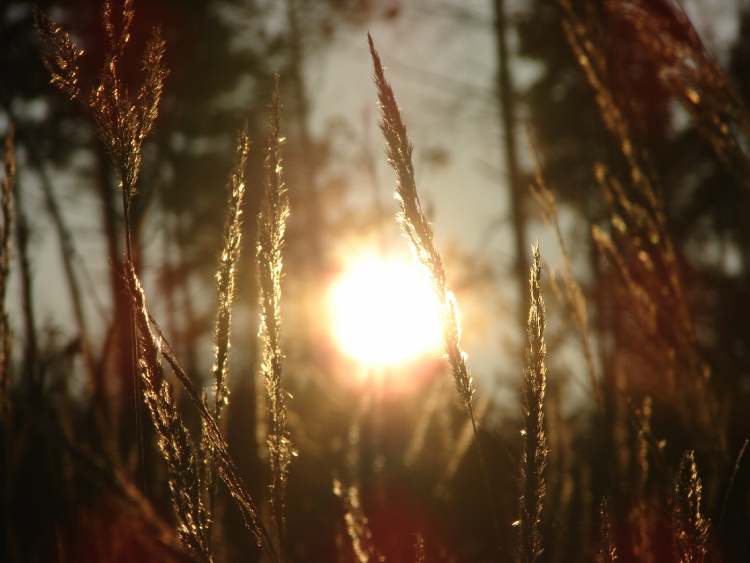 Sonnenuntergang mit Wintergras (Bitte hier klicken um dieses Bild in seiner vollen Größe zu betrachten)