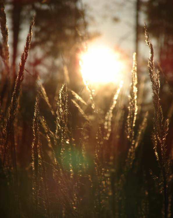 Sonnenuntergang im Wintergras (Bitte hier klicken um dieses Bild in seiner vollen Größe zu betrachten)