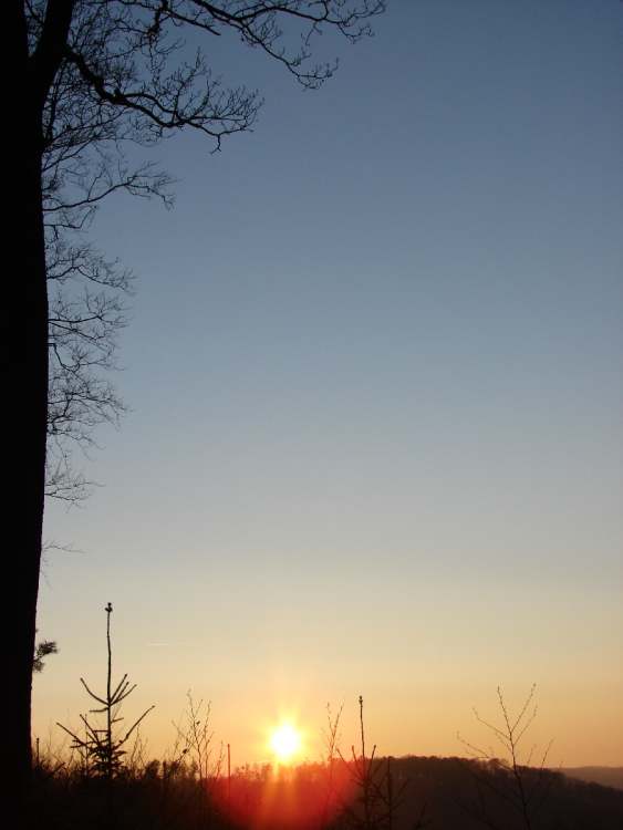 im Wald geht die Sonne unter (Bitte hier klicken um dieses Bild in seiner vollen Größe zu betrachten)