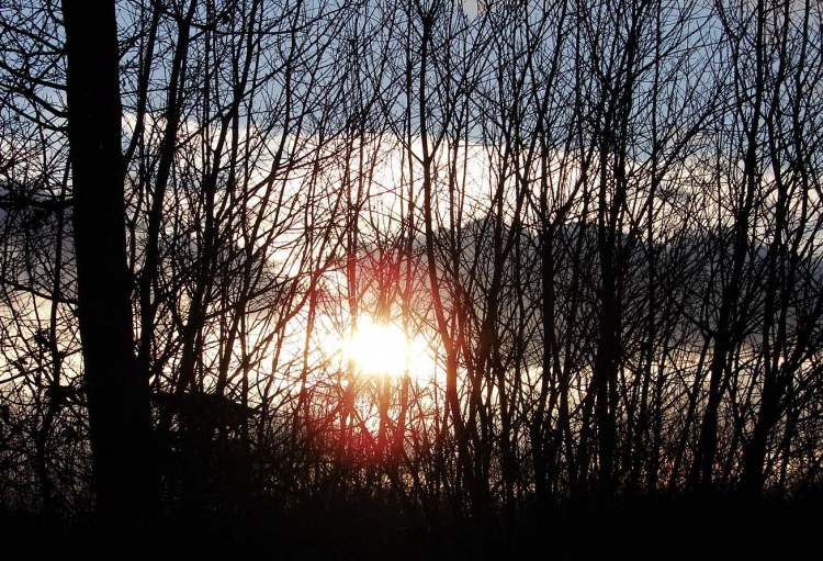 Sonnenuntergang hinter Gebüsch (Bitte hier klicken um dieses Bild in seiner vollen Größe zu betrachten)