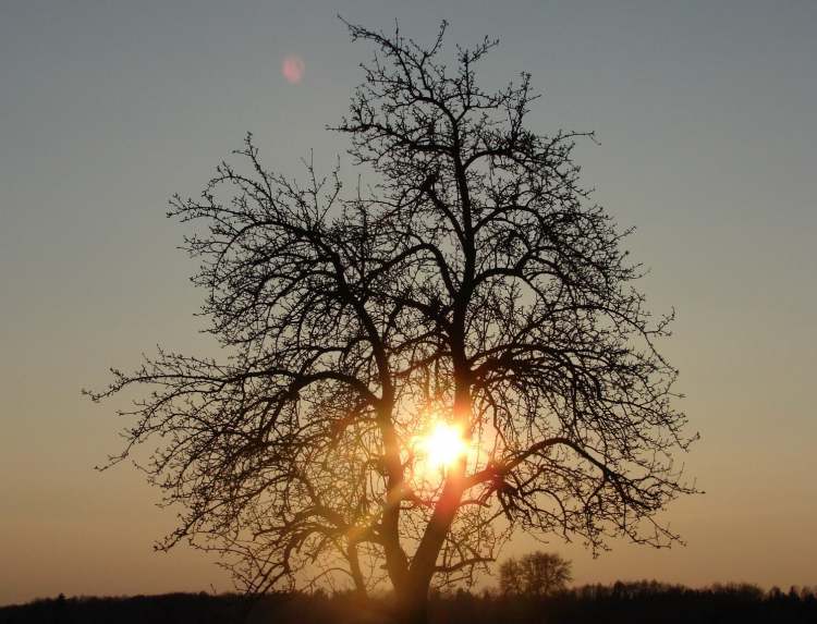 ein Sonnenuntergangsbaum (Bitte hier klicken um dieses Bild in seiner vollen Größe zu betrachten)