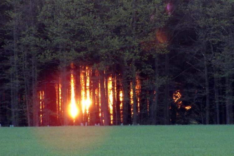 Sonnenuntergang - wie ein Feuer im Wald (Bitte hier klicken um dieses Bild in seiner vollen Größe zu betrachten)