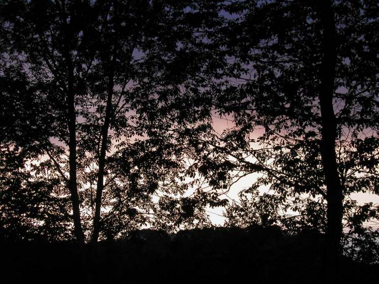 Bäume bei Sonnenuntergang (Bitte hier klicken um dieses Bild in seiner vollen Größe zu betrachten)