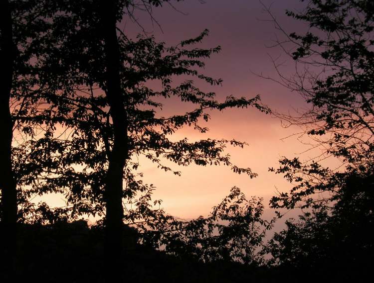 Baumleben beim Sonnenuntergang (Bitte hier klicken um dieses Bild in seiner vollen Größe zu betrachten)