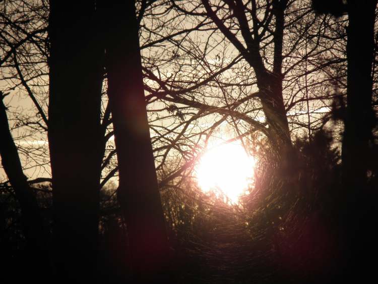 bei Sonnenuntergang rundes Licht im Wald (Bitte hier klicken um dieses Bild in seiner vollen Größe zu betrachten)