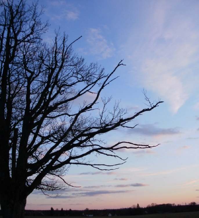 Himmel mit Baum am Abend (Bitte hier klicken um dieses Bild in seiner vollen Größe zu betrachten)