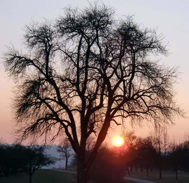 Sonnenuntergangsbaum (Bitte hier klicken um dieses Bild in seiner vollen Größe zu betrachten)