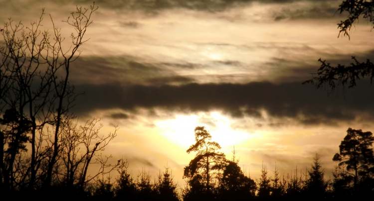Waldstimmung bei Sonnenuntergang (Bitte hier klicken um dieses Bild in seiner vollen Größe zu betrachten)