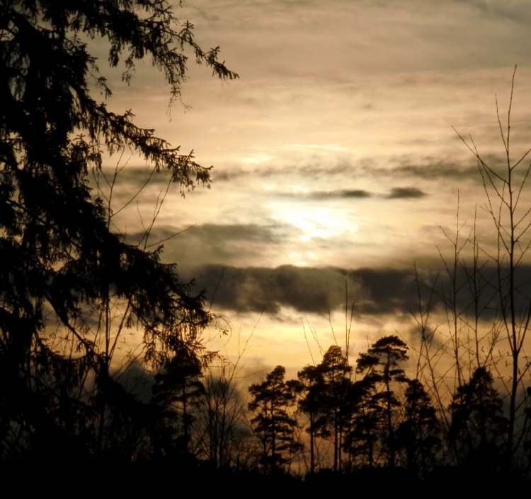Waldstimmung bei Sonnenuntergang am Abend (Bitte hier klicken um dieses Bild in seiner vollen Größe zu betrachten)