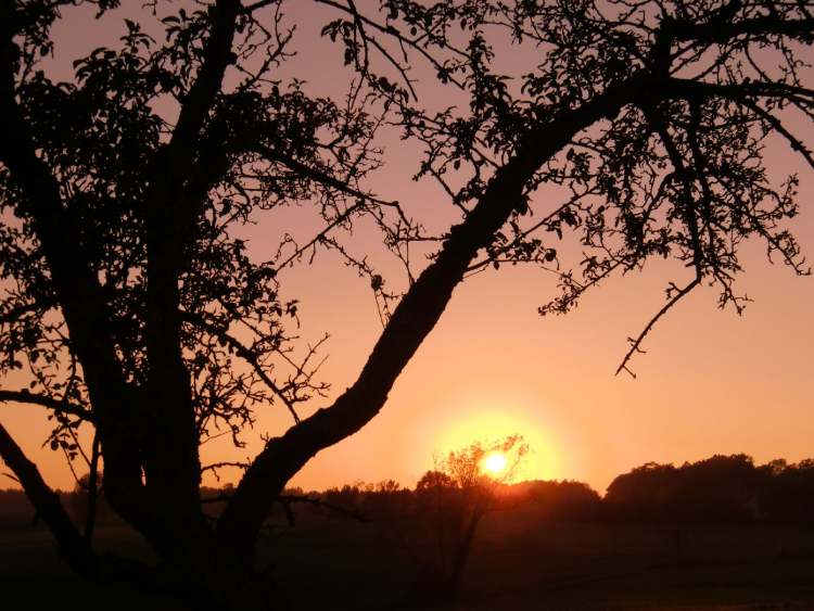 Sonnenuntergang am Abend mit Baum (Bitte hier klicken um dieses Bild in seiner vollen Größe zu betrachten)