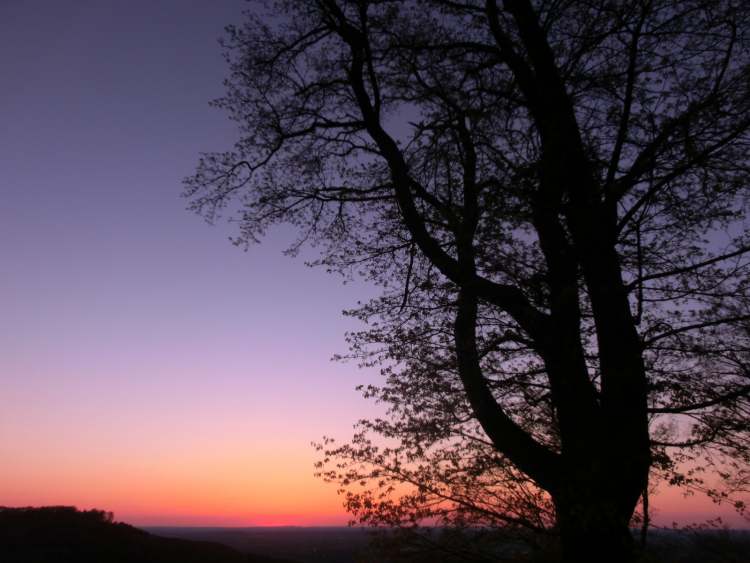 Sonnenuntergang mit Abendhimmel und mächtigem Baum (Bitte hier klicken um dieses Bild in seiner vollen Größe zu betrachten)