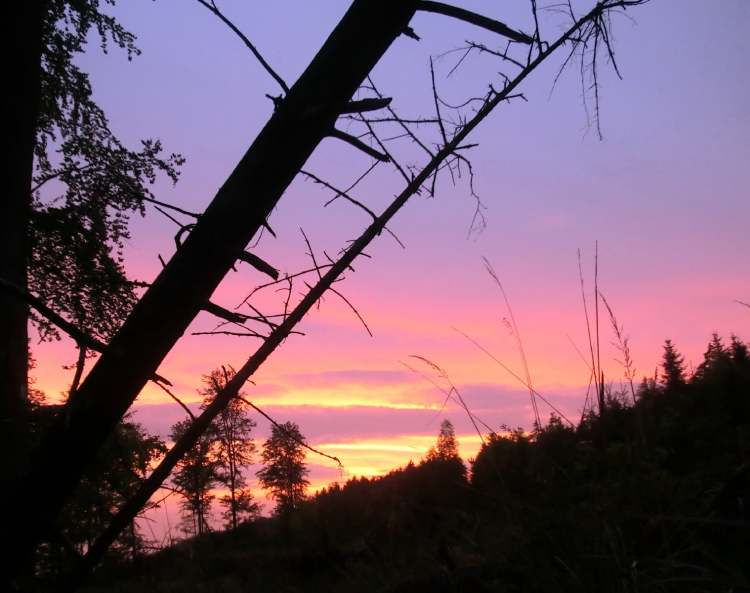 Sonnenuntergang mit Abendstimmung im wilden Wald (Bitte hier klicken um dieses Bild in seiner vollen Größe zu betrachten)